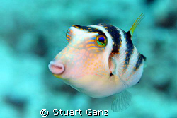 Crowned Toby, This fish is common on the Hawaiian reef an... by Stuart Ganz 